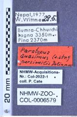 Etiketten zu Quasimus persimilis (Dolin, 1993) (NHMW-ZOO-COL-0006579)